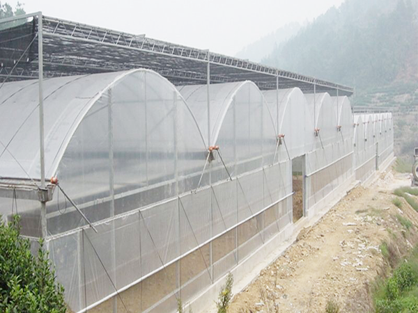連棟薄膜溫室