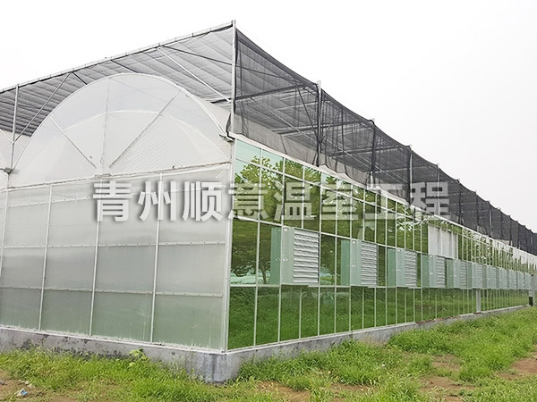 連棟薄膜溫室