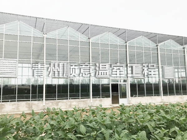 玻璃溫室大棚