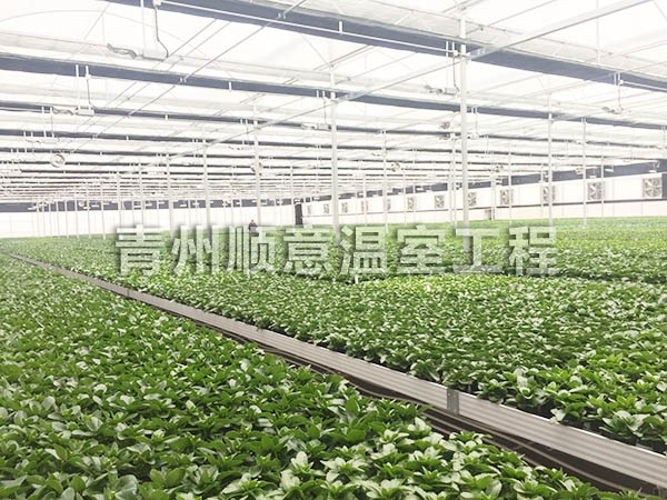 蔬菜大棚建設(shè)對(duì)光照條件的選擇