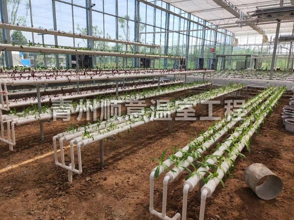 無土栽培（水培、基質栽培)