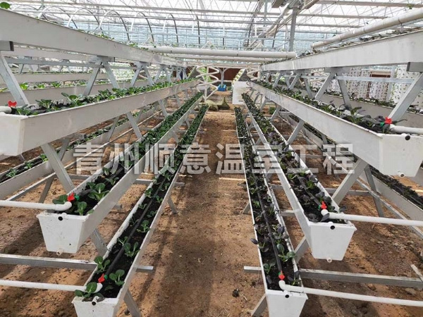 無土栽培（水培、基質栽培)