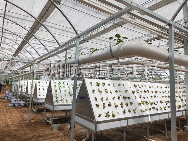 無土栽培（水培、基質栽培)