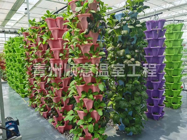 無土栽培（水培、基質栽培)