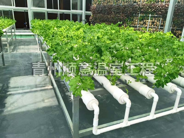 無土栽培（水培、基質栽培)