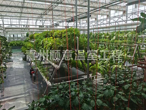 無土栽培（水培、基質栽培)