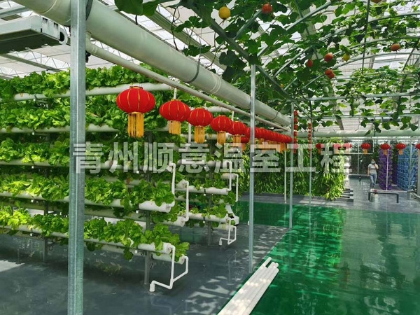 無土栽培（水培、基質栽培)