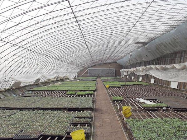 溫室大棚中補(bǔ)光要注意什么