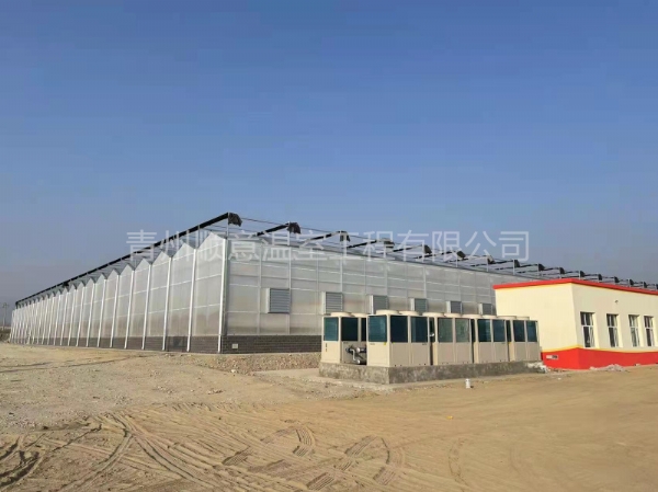 新疆陽光板文洛溫室